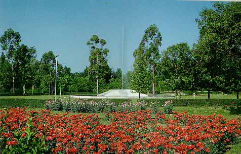 Rose and Jasmine Garden